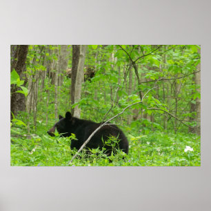 Pôster Smoky Bear