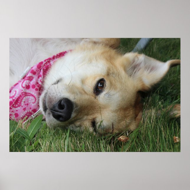 Poster Smoochie (Frente)