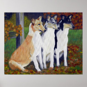 Poster Smooth Collie Dog Portrait