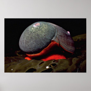 Pôster Smooth turban (Norrisia norrisii) Shell