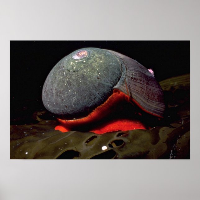 Pôster Smooth turban (Norrisia norrisii) Shell (Frente)