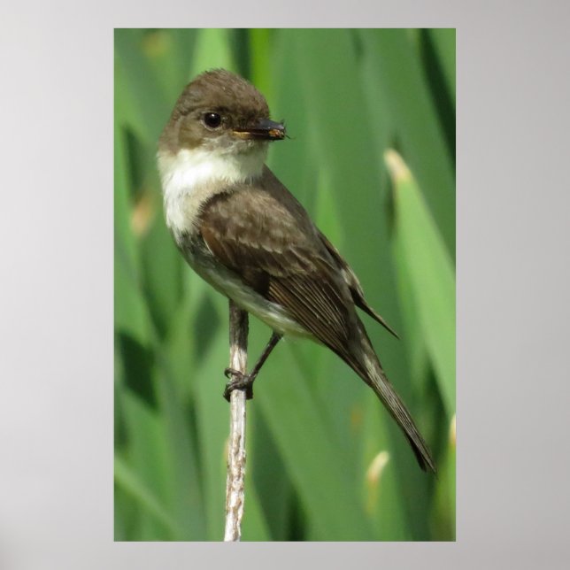 Poster Snacking (Frente)