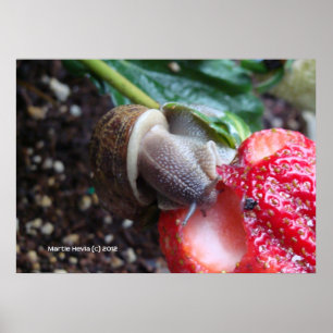 Pôster Snail Come Strawberry