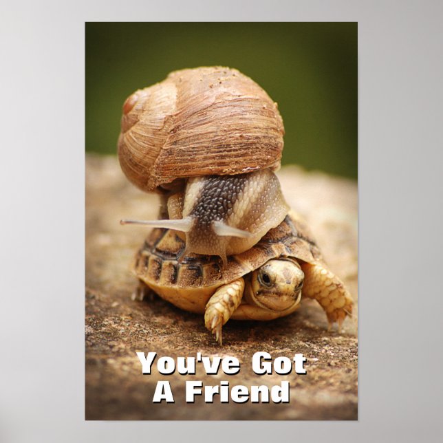 Poster Snail Riding Baby Tortoise (Frente)