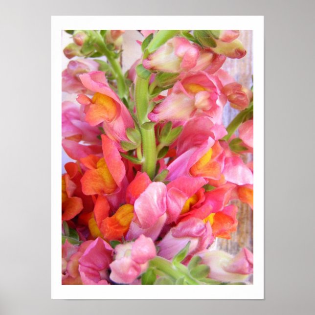 Poster Snapdragons (Frente)