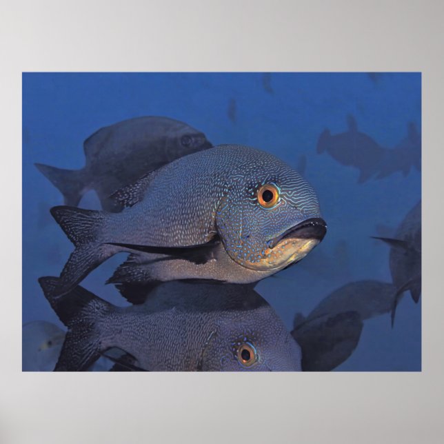 Poster Snapshot Midnight (Frente)