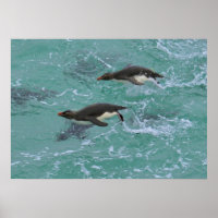 Snares Penguins Nadando