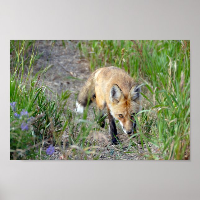 Poster Sneaky Red Fox, Colorado (Frente)