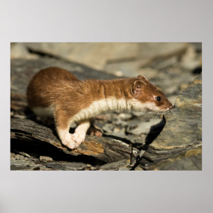 Poster Sniffing Weasel