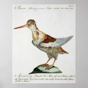 Poster Snipe, c.1767-76 (a gravura colorida mão)