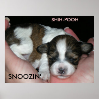 POSTER SNOOZIN, 2 SEMANAS SHIH-POO, S...