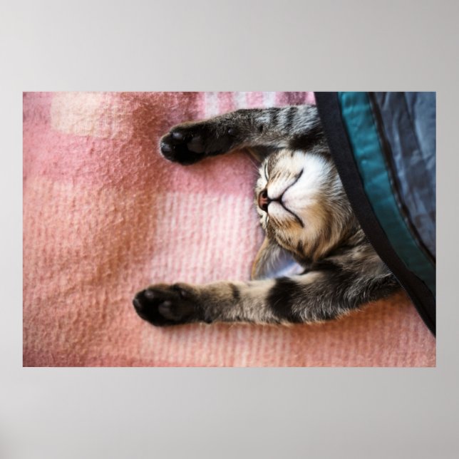 Poster Snoozing Kitten (Frente)