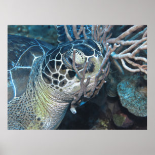 Poster Snoozing Turtle