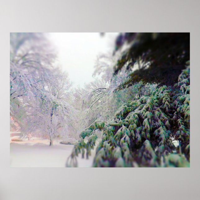 Poster Snow Covered Trees, Pine on KC Street (Frente)