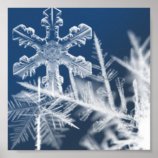 Poster snow crystals