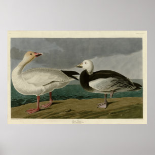 Poster Snow Goose from Audubon's Birds of America