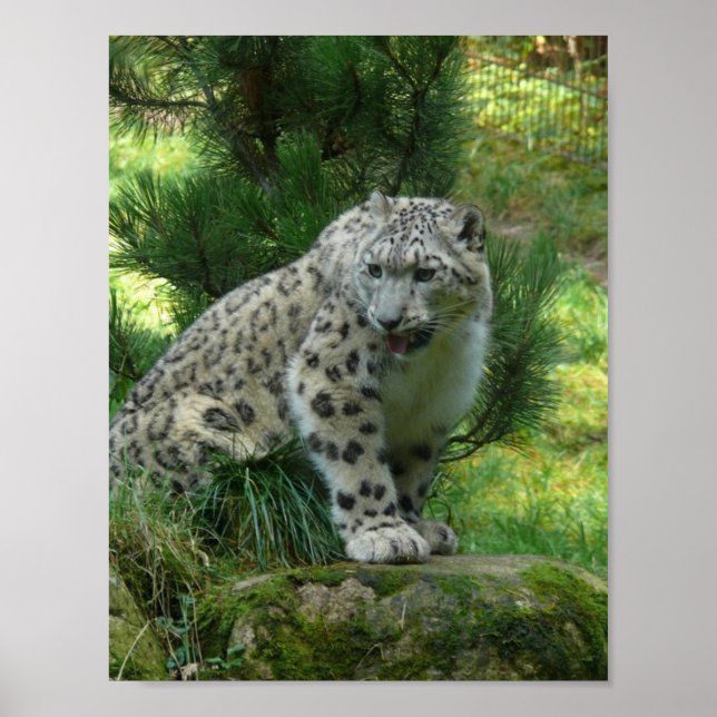 Poster Snow Leopard (Frente)