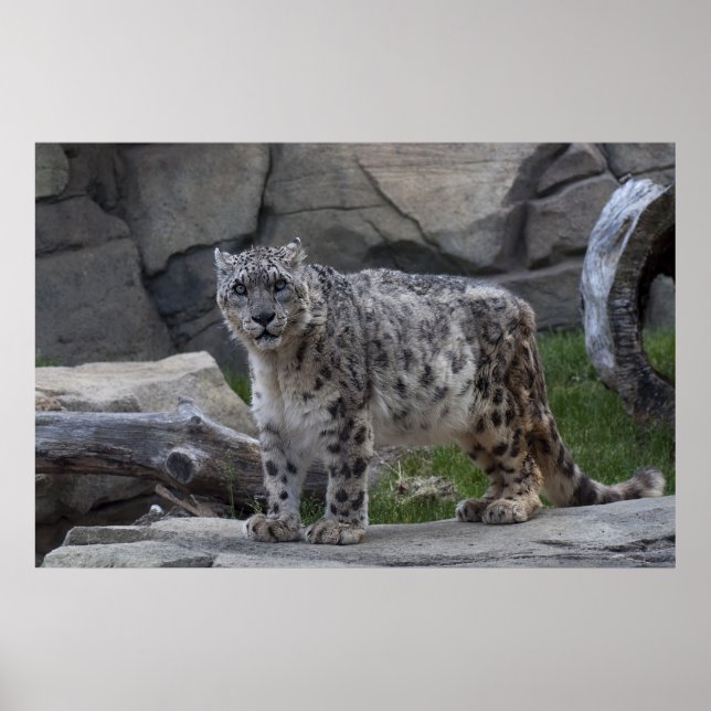 Poster Snow Leopard (Frente)