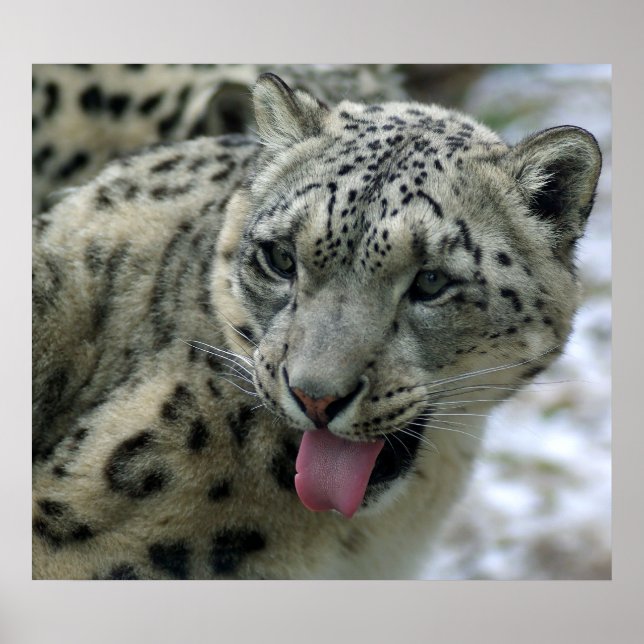 Pôster Snow Lepard (Frente)