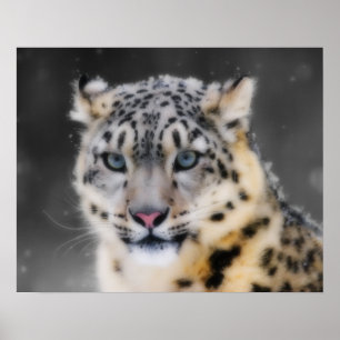 Poster Snow Lepard