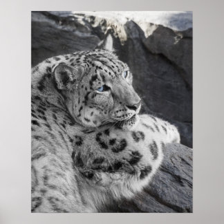 Poster Snow Lepard Icy Stare