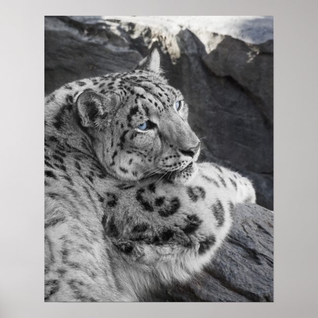 Poster Snow Lepard Icy Stare (Frente)