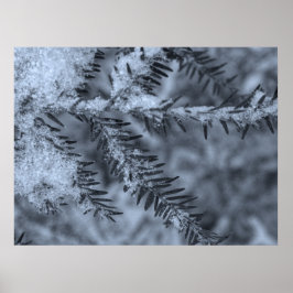 Poster Snow on Pine Needles