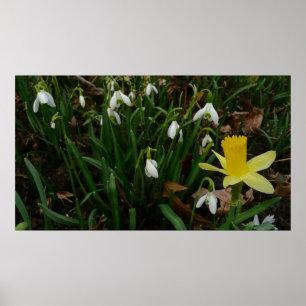 Pôster Snowdrops e o Daffodil saltam cedo floral