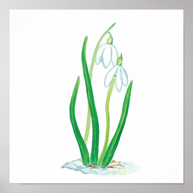 Poster Snowdrops in Snow (Frente)