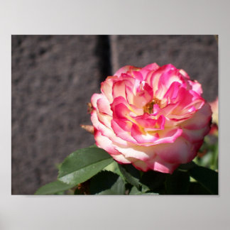 Pôster Snowfire rose