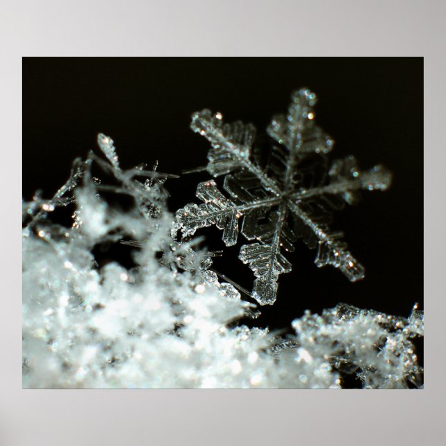 Poster Snowflake 2009 Blizzard (Frente)