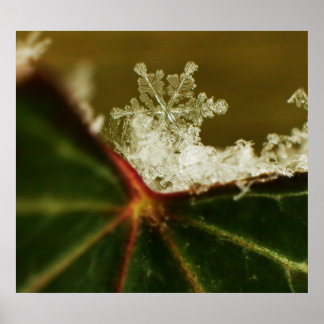 Pôster Snowflake 2009 Blizzard