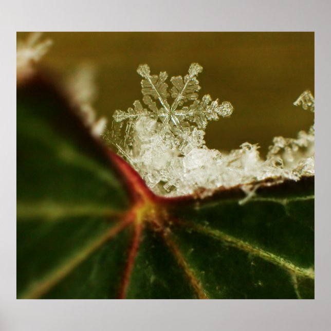 Pôster Snowflake 2009 Blizzard (Frente)