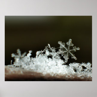 Pôster Snowflake 2009 Blizzard