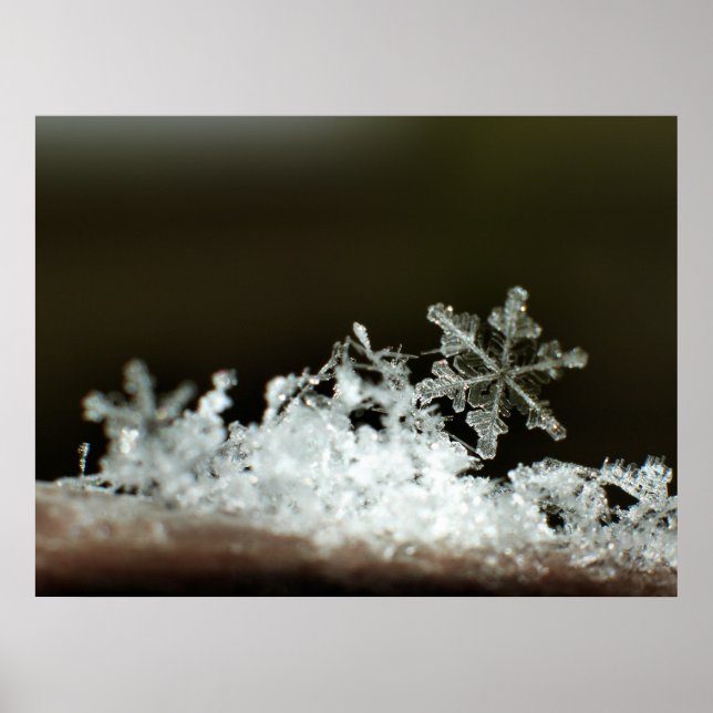 Pôster Snowflake 2009 Blizzard (Frente)