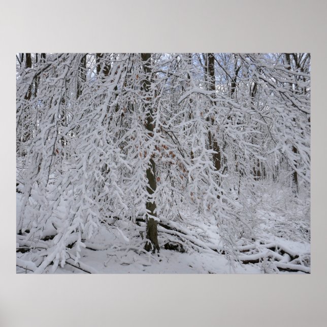 Poster Snowy Birch Tree Canopy (Frente)