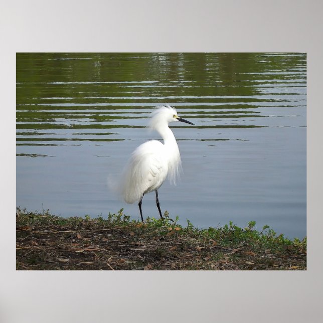 Poster Snowy Egret (Frente)