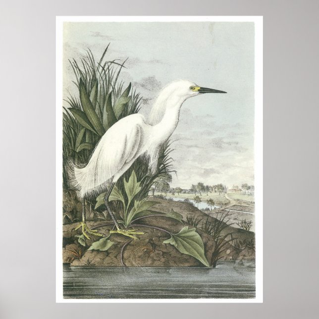 Poster Snowy Egret (Frente)
