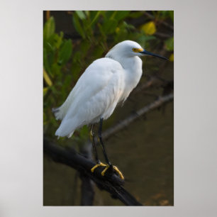 Poster Snowy Egret Bird