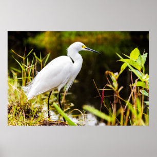 Poster Snowy Egret dos Everglades