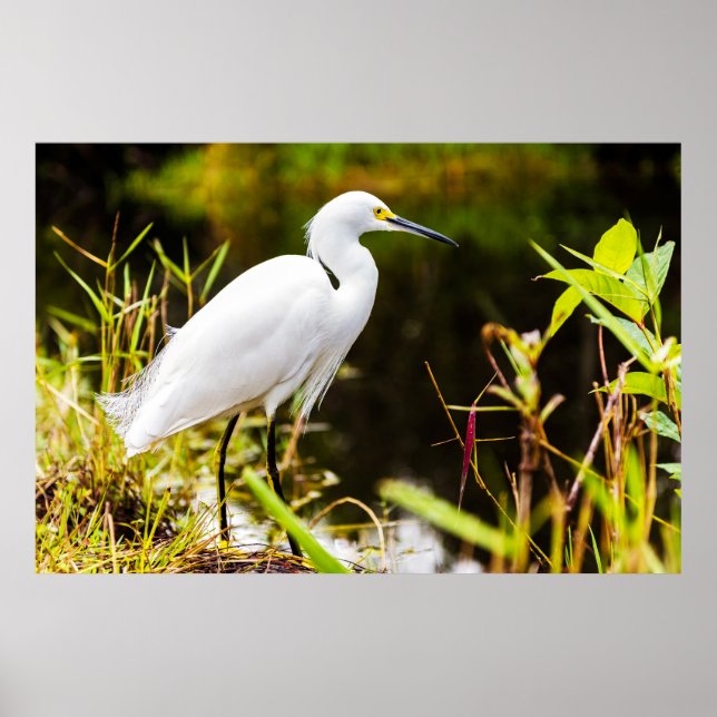 Poster Snowy Egret dos Everglades (Frente)