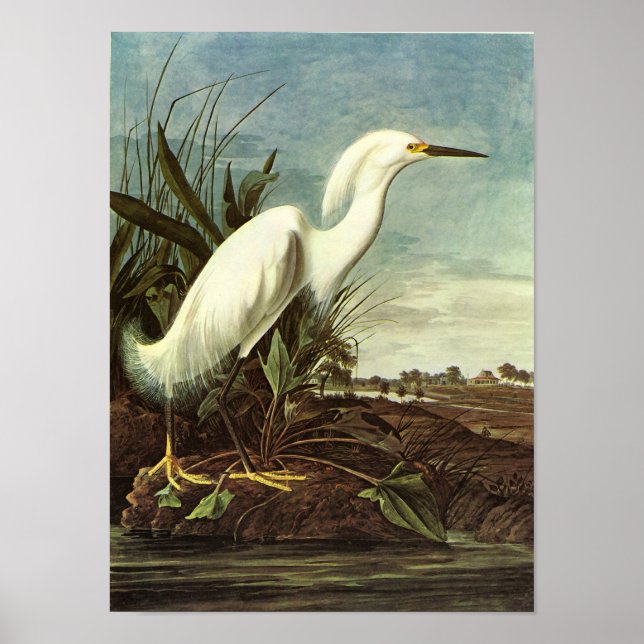 Pôster Snowy Egret, John James Audubon (Frente)