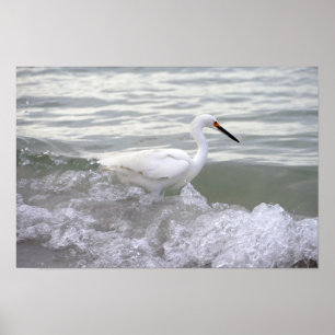 Poster Snowy Egret no Surf