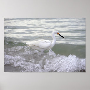 Poster Snowy Egret no Surf