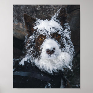 Poster Snowy Face Red Border Collie in Winter Jacket