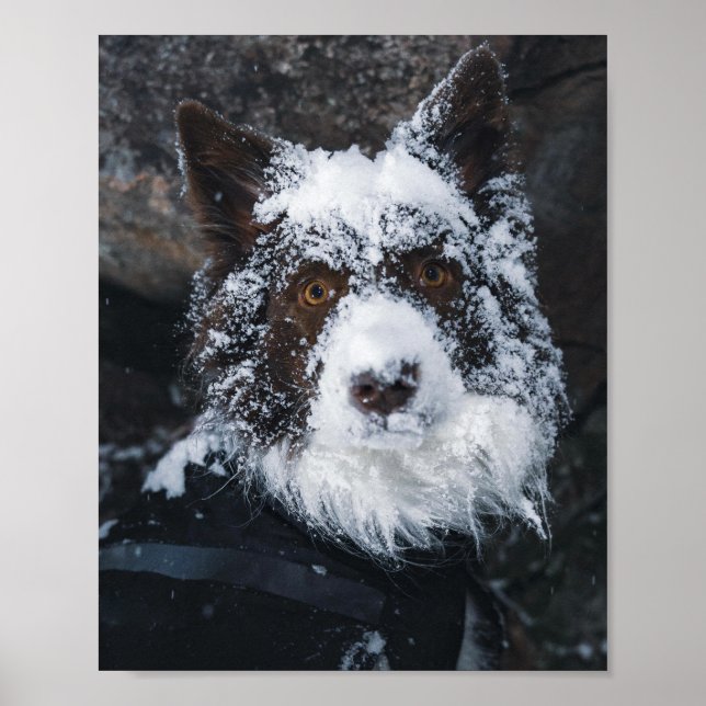 Poster Snowy Face Red Border Collie in Winter Jacket (Frente)