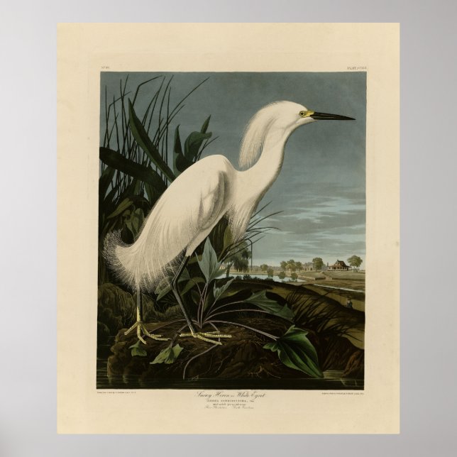 Poster Snowy Heron (Egret) - Aves da América de Audubon (Frente)