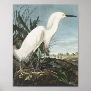 Poster Snowy Heron ou White Egret de Birds da América