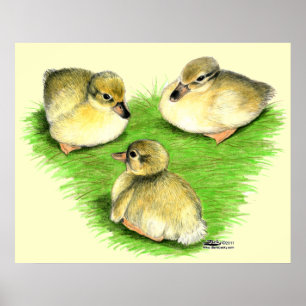 Poster Snowy Mallard Ducklings
