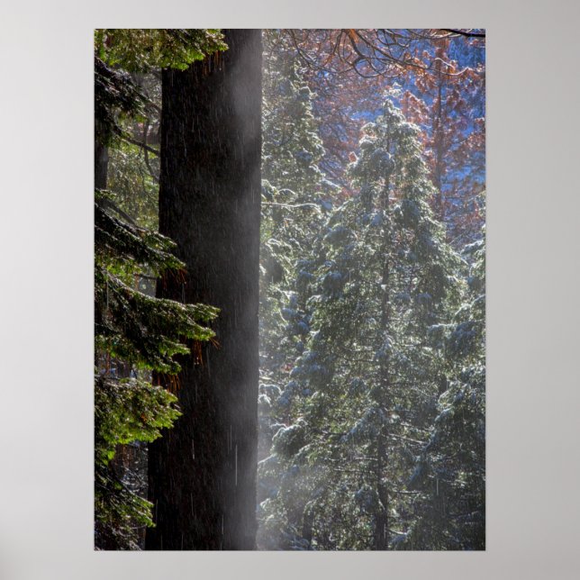 Poster Snowy Mist na Floresta (Frente)